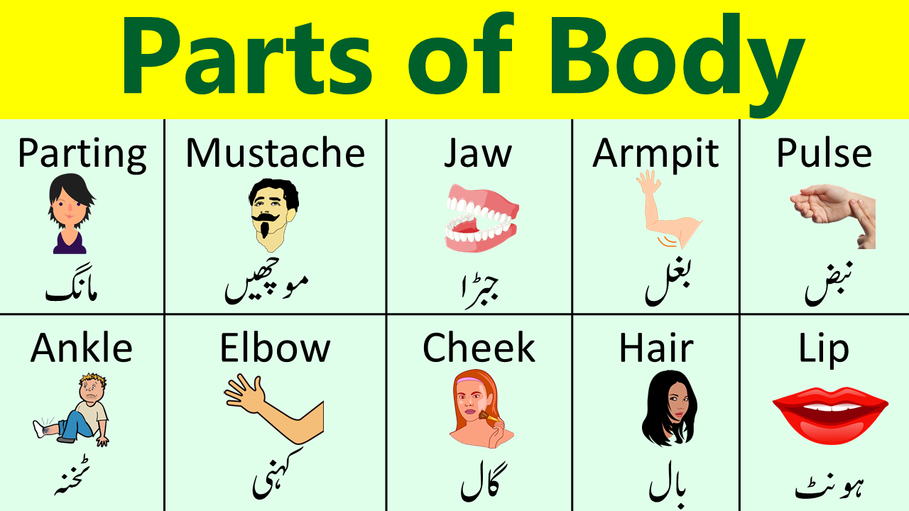 Parts of Body Names in English with Urdu Meanings