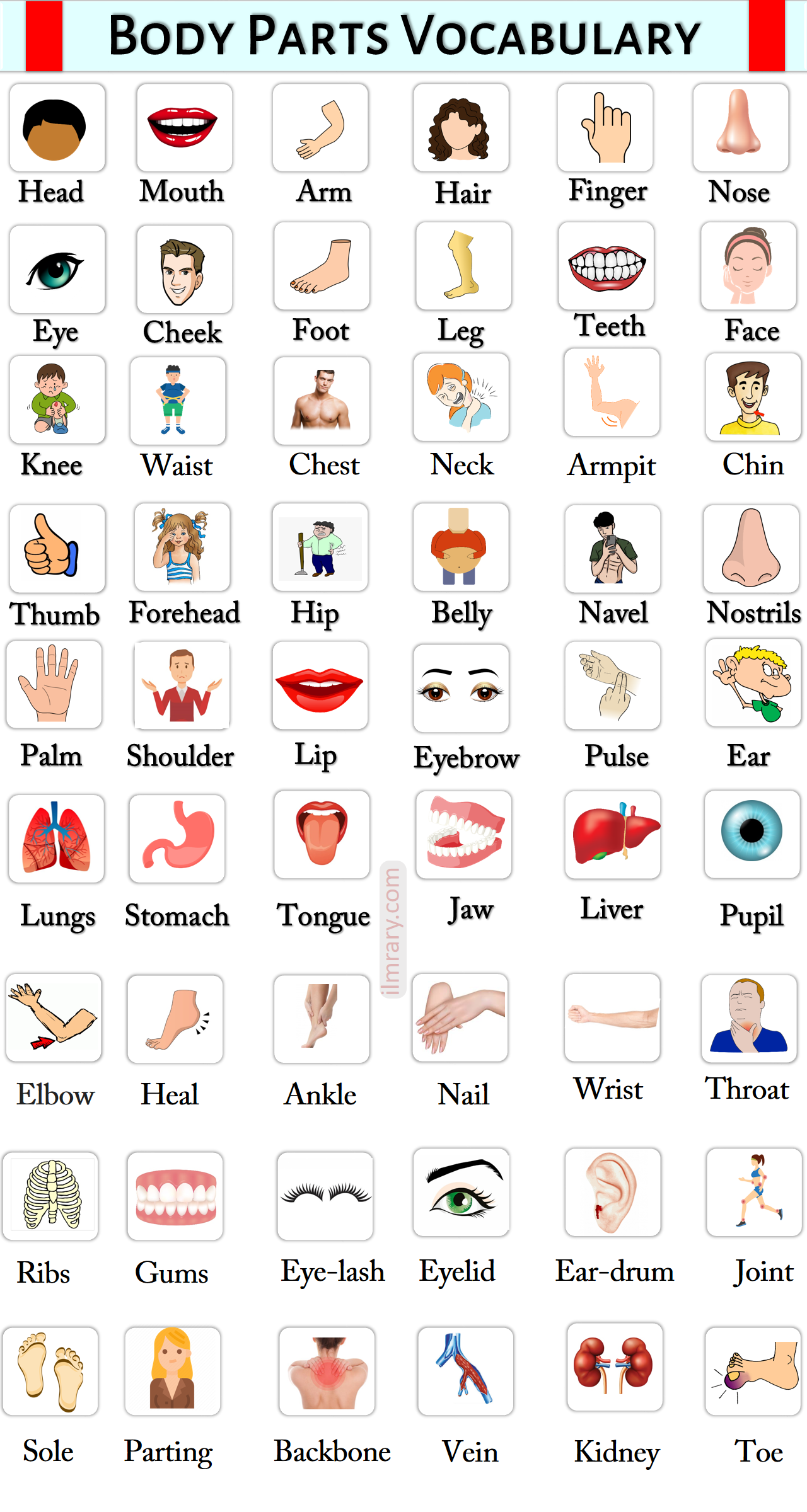 parts-of-body-names-in-english-with-urdu-meanings-ilmrary