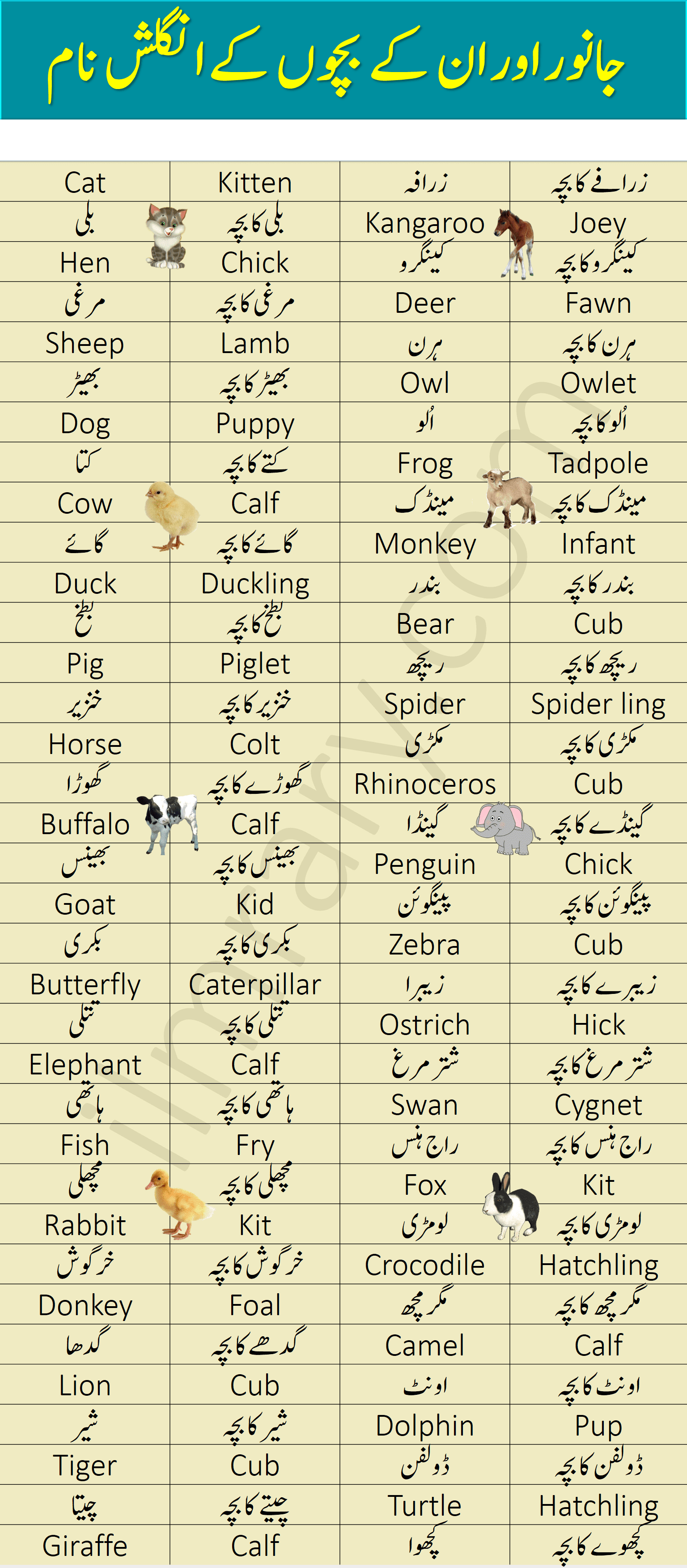 Animals and their Babies Names in English with Urdu Meanings - iLmrary