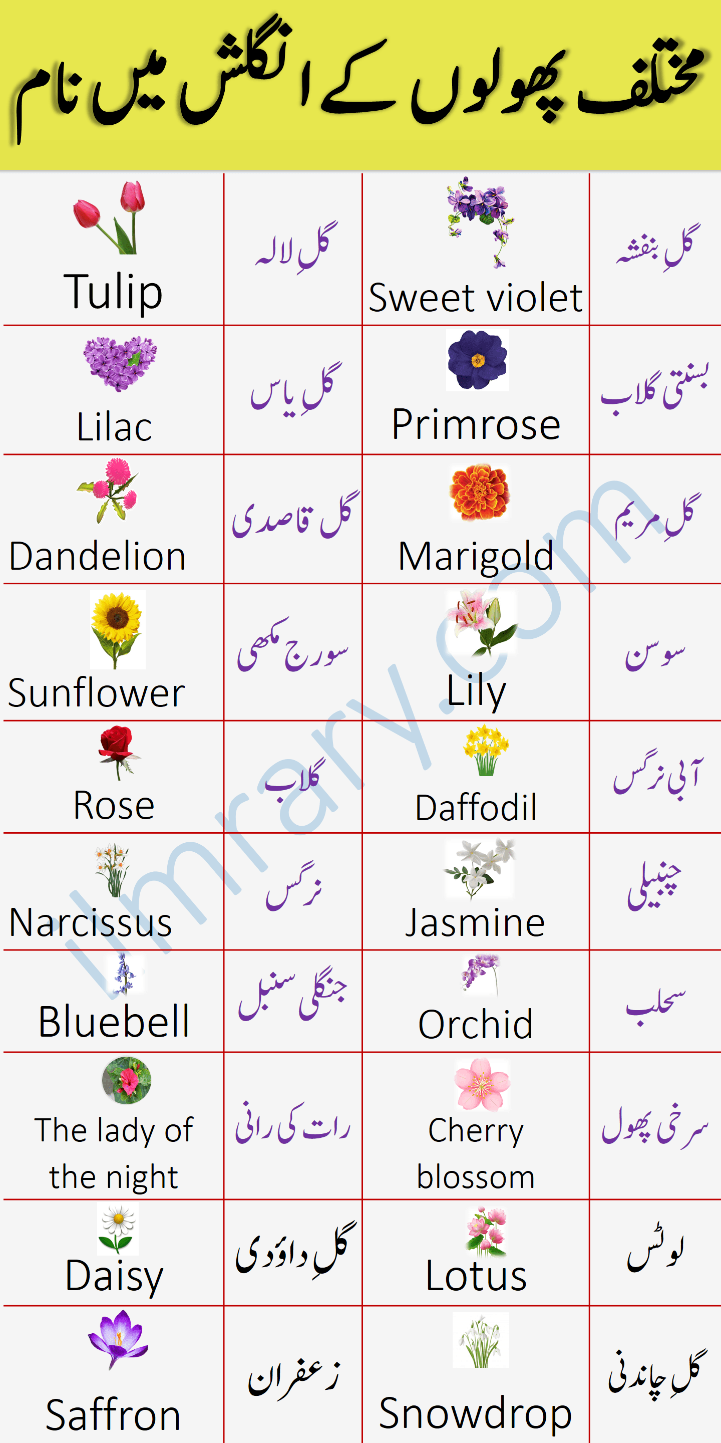 Flowers Names in English With Urdu Meaning for English Speaking