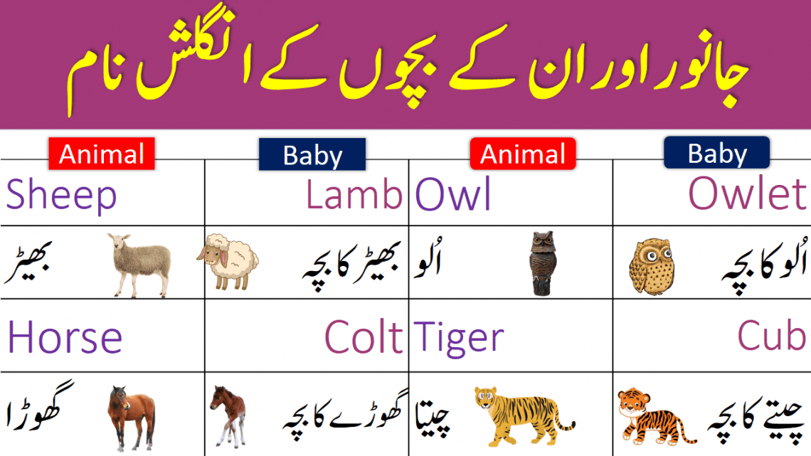 Animals and their Babies Names in English with Urdu Meanings