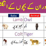 Animals and their Babies Names in English with Urdu Meanings