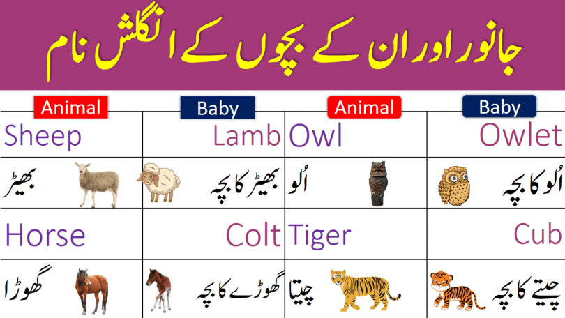 Animals and their Babies Names in English with Urdu Meanings - iLmrary
