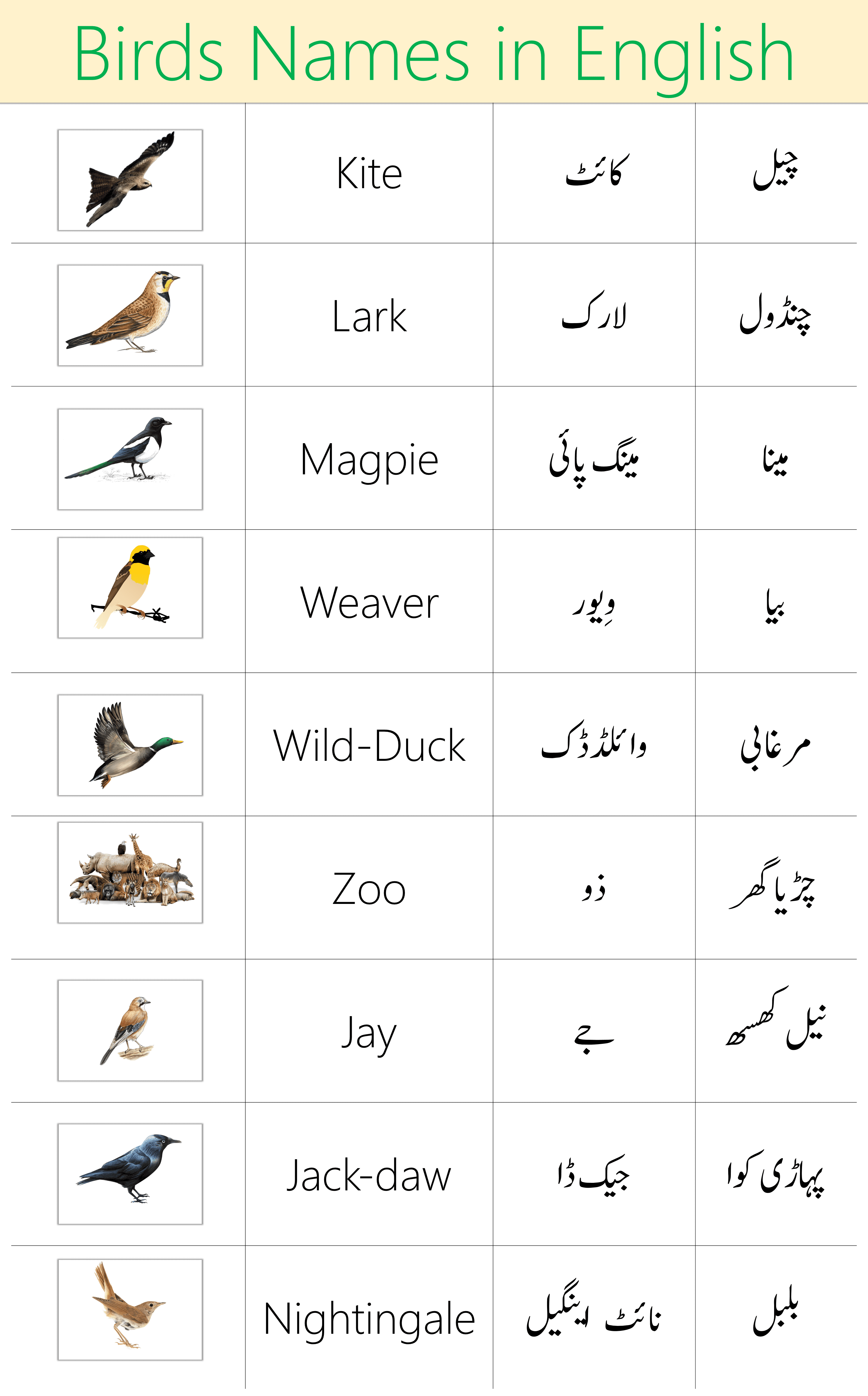 Birds Names in Urdu | Names of Birds In English with Pictures