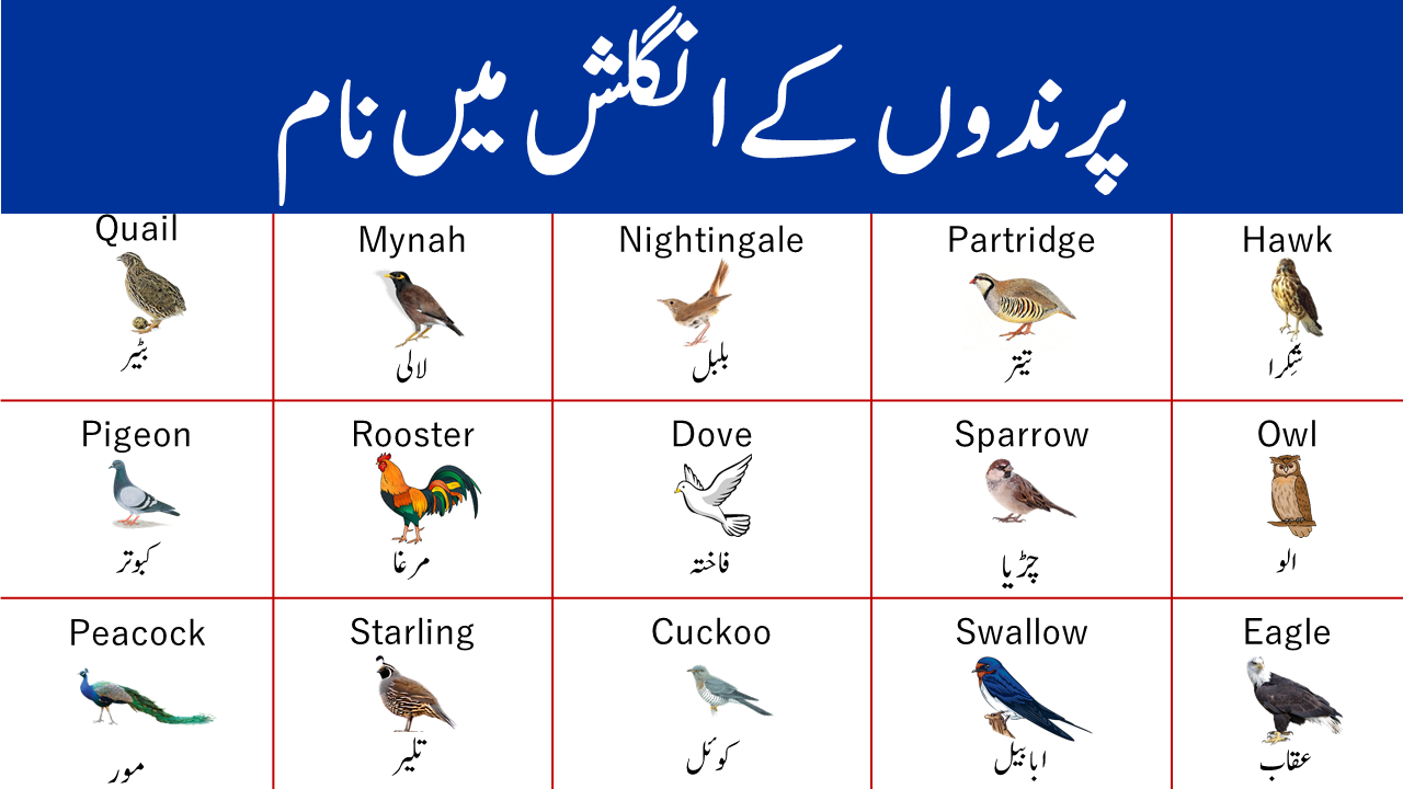 Birds Names in Urdu | Names of Birds In English with Pictures -