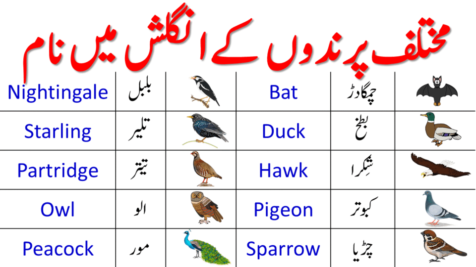 Birds Names in Urdu | Names of Birds In English with Pictures
