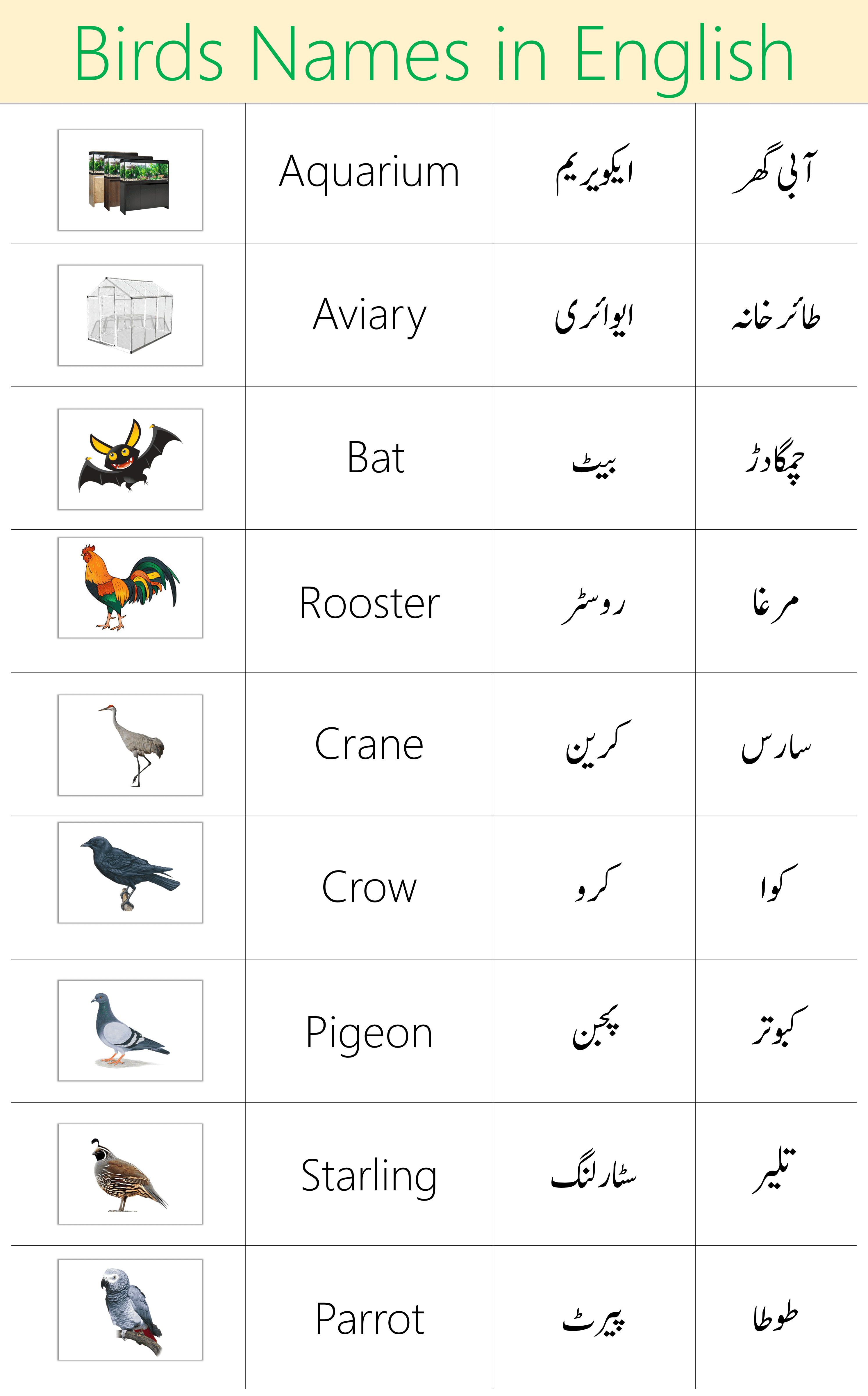 Birds Names in Urdu | Names of Birds In English with Pictures