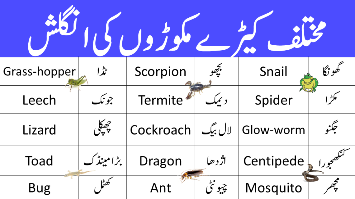 Vocabulary for Reptiles and insects with Urdu Meanings PDF