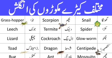 Vocabulary for Reptiles and insects with Urdu Meanings PDF