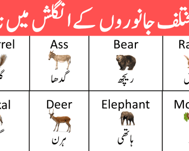 Animals Vocabulary List in English with Urdu Meanings PDF