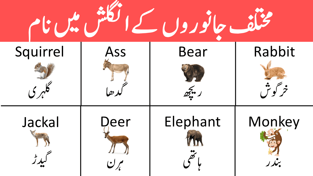 Animals Vocabulary List in English with Urdu Meanings PDF