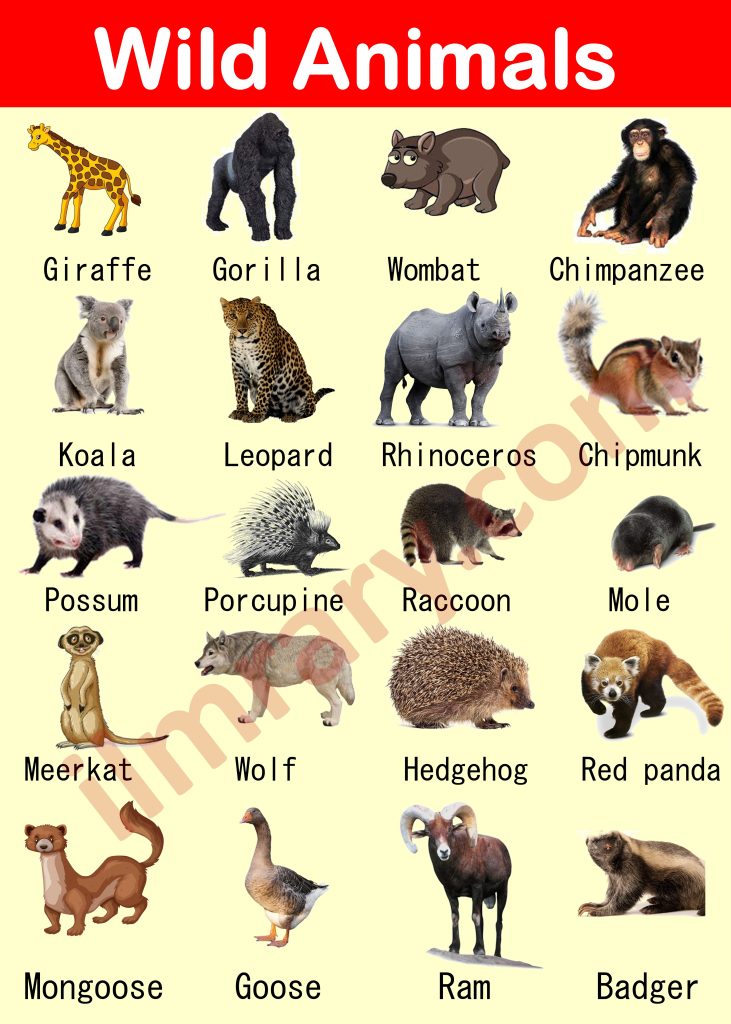 Animals Names in English | List of 100+Animals Vocabulary - iLmrary