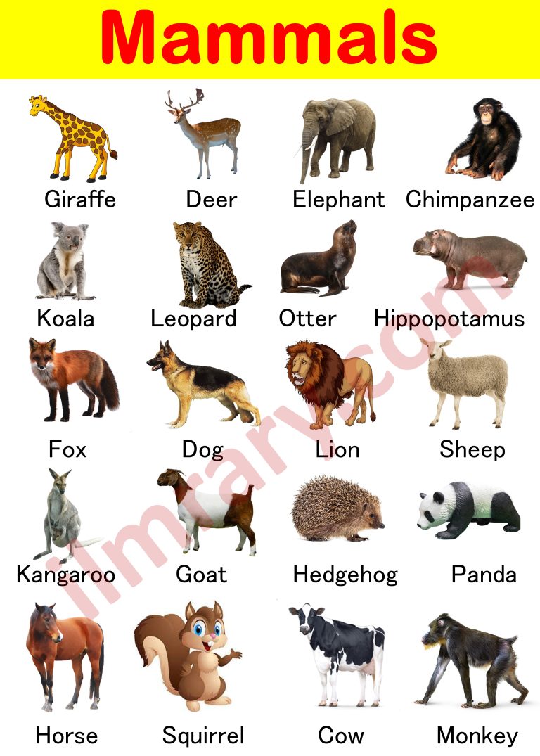 Animals Names in English | List of 100+Animals Vocabulary - iLmrary