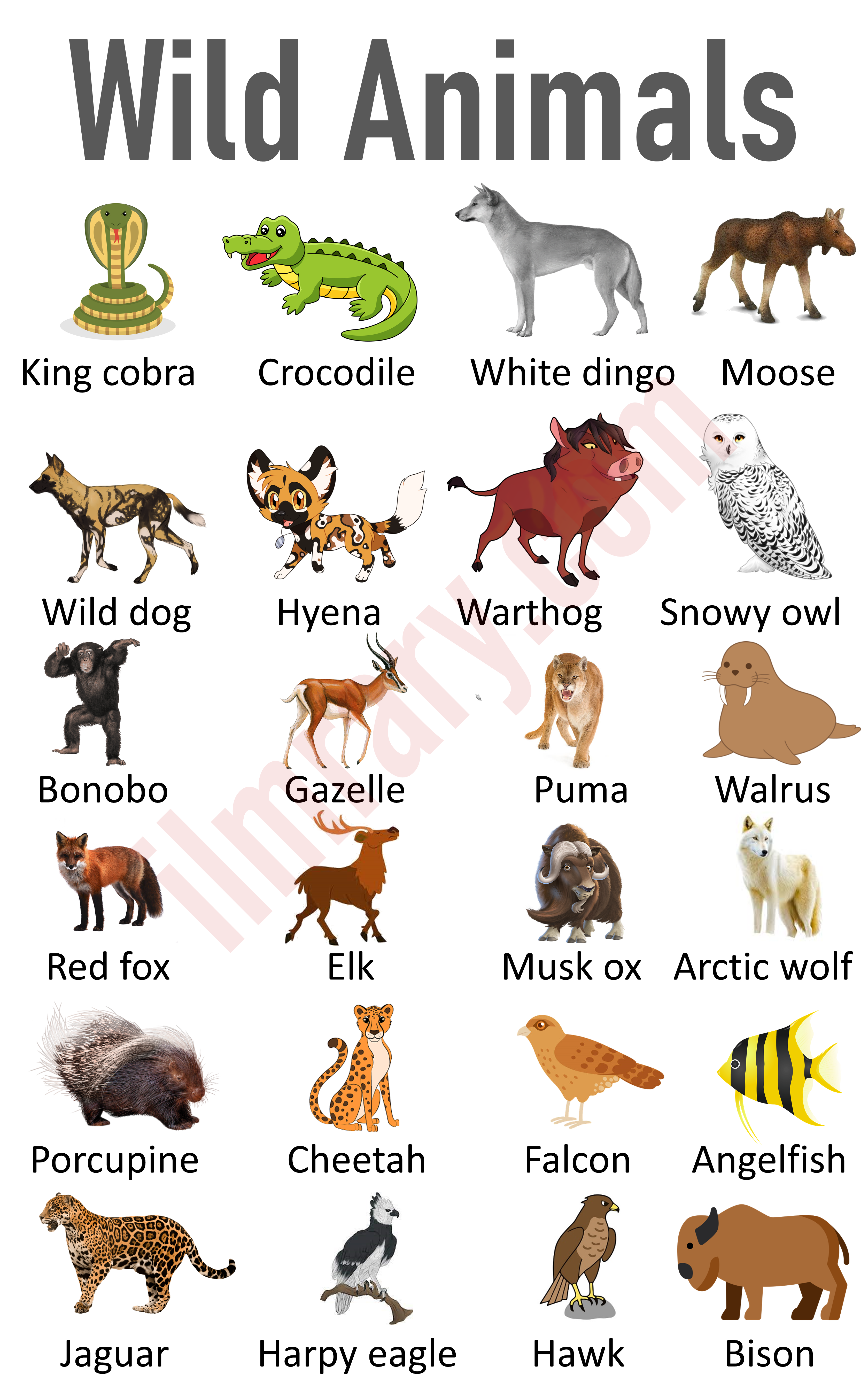 List of 100+ Wild Animals Name | Animals Vocabulary. Wild Animals Name in English