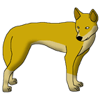 White dingo