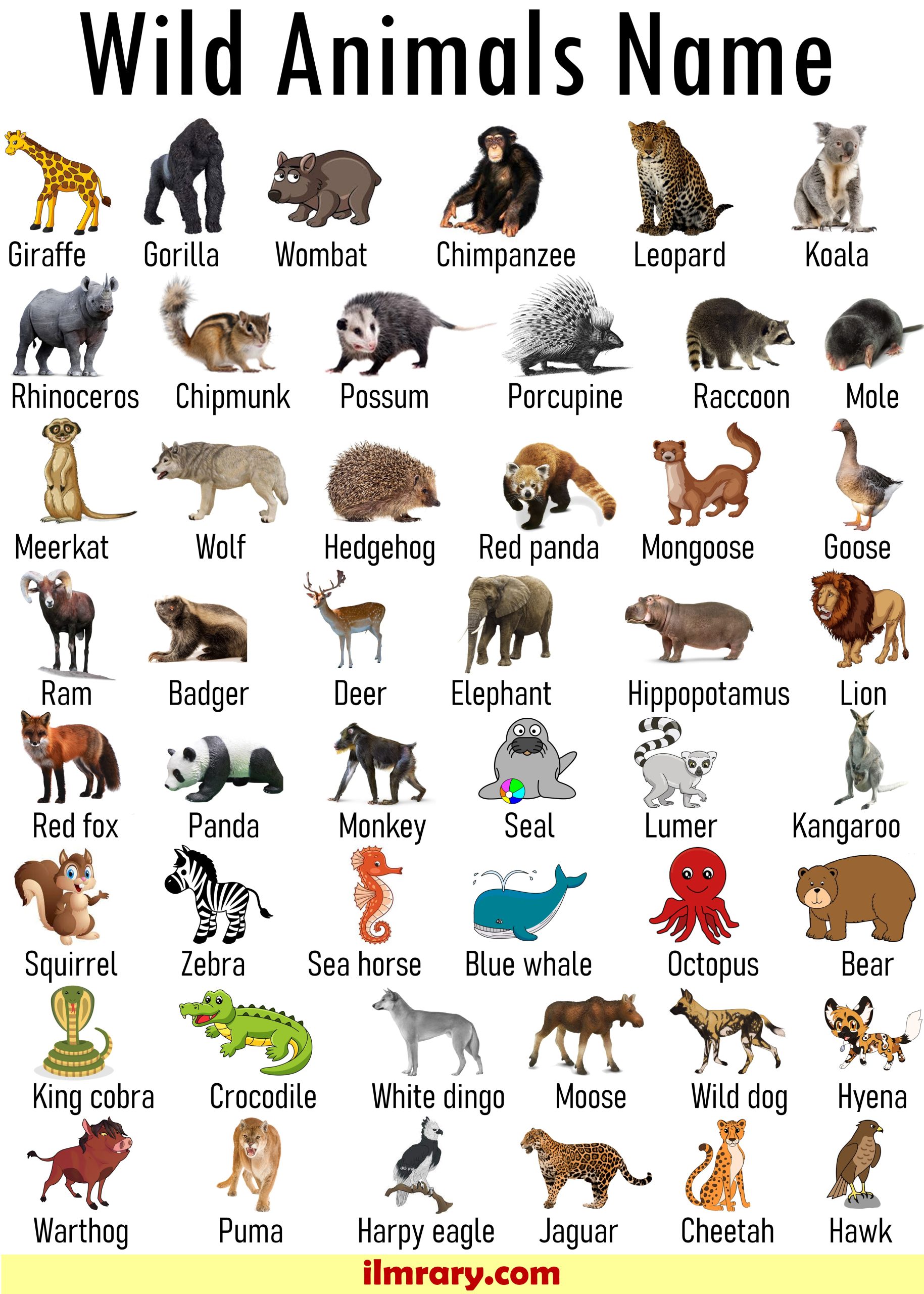 List of 100+ Wild Animals Name | Animals Vocabulary