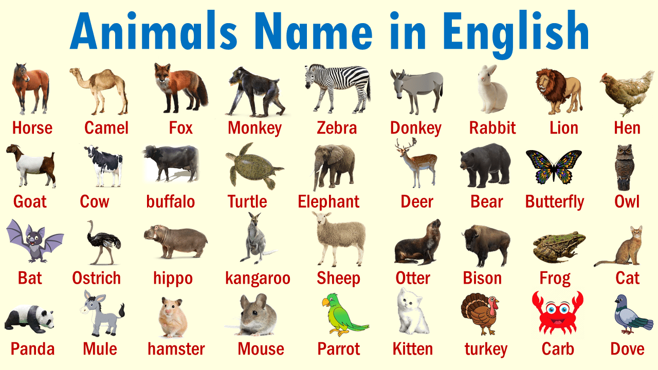 Animals Names in English | List of 100+Animals Vocabulary