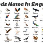 A to Z Birds Names in English with Pictures