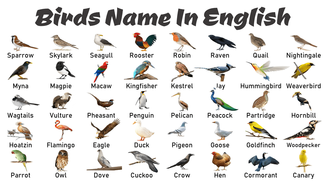 A to Z Birds Names in English with Pictures