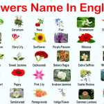 Flowers Name in English with Pictures | 100+ Flowers Vocabulary