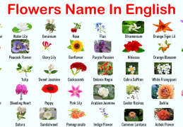 Flowers Name in English with Pictures | 100+ Flowers Vocabulary