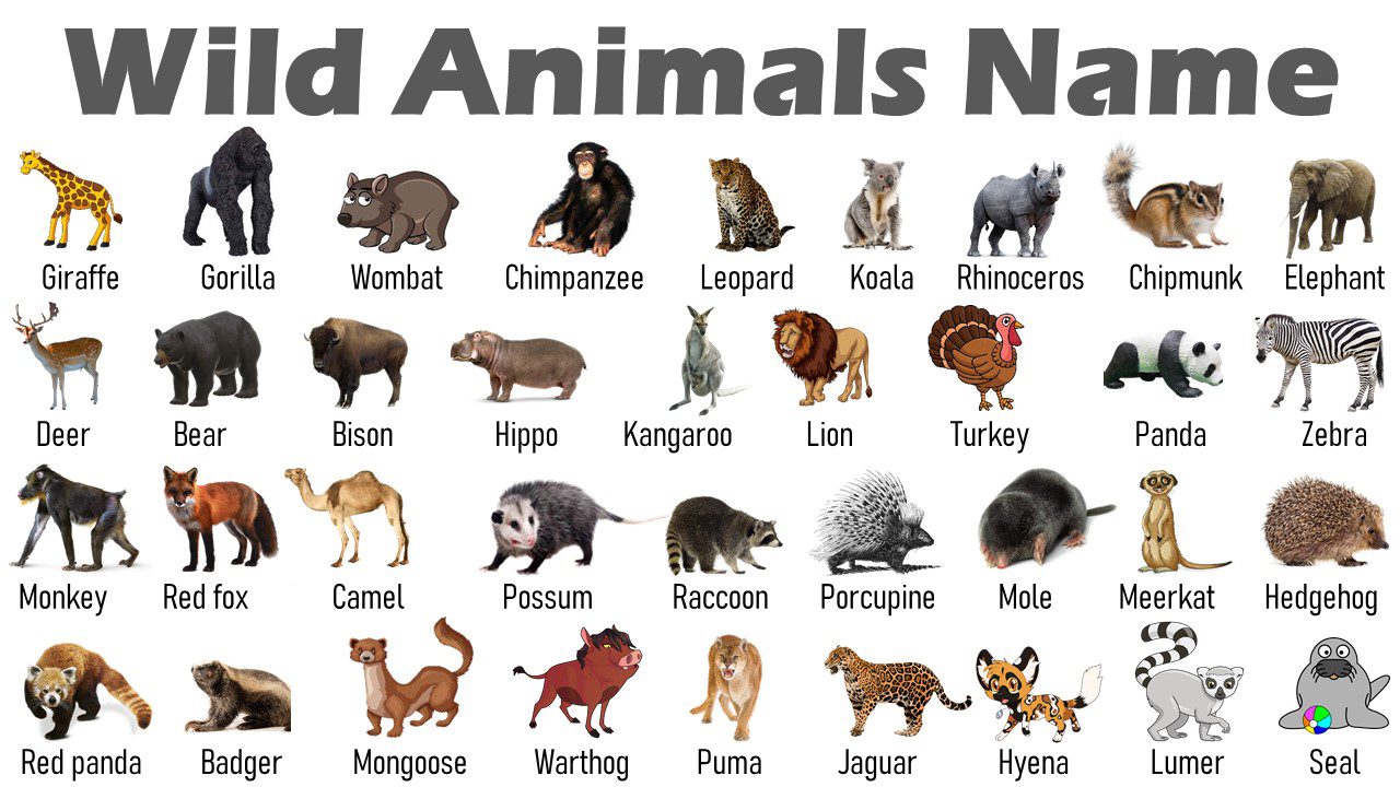 List of 100+ Wild Animals Name | Animals Vocabulary