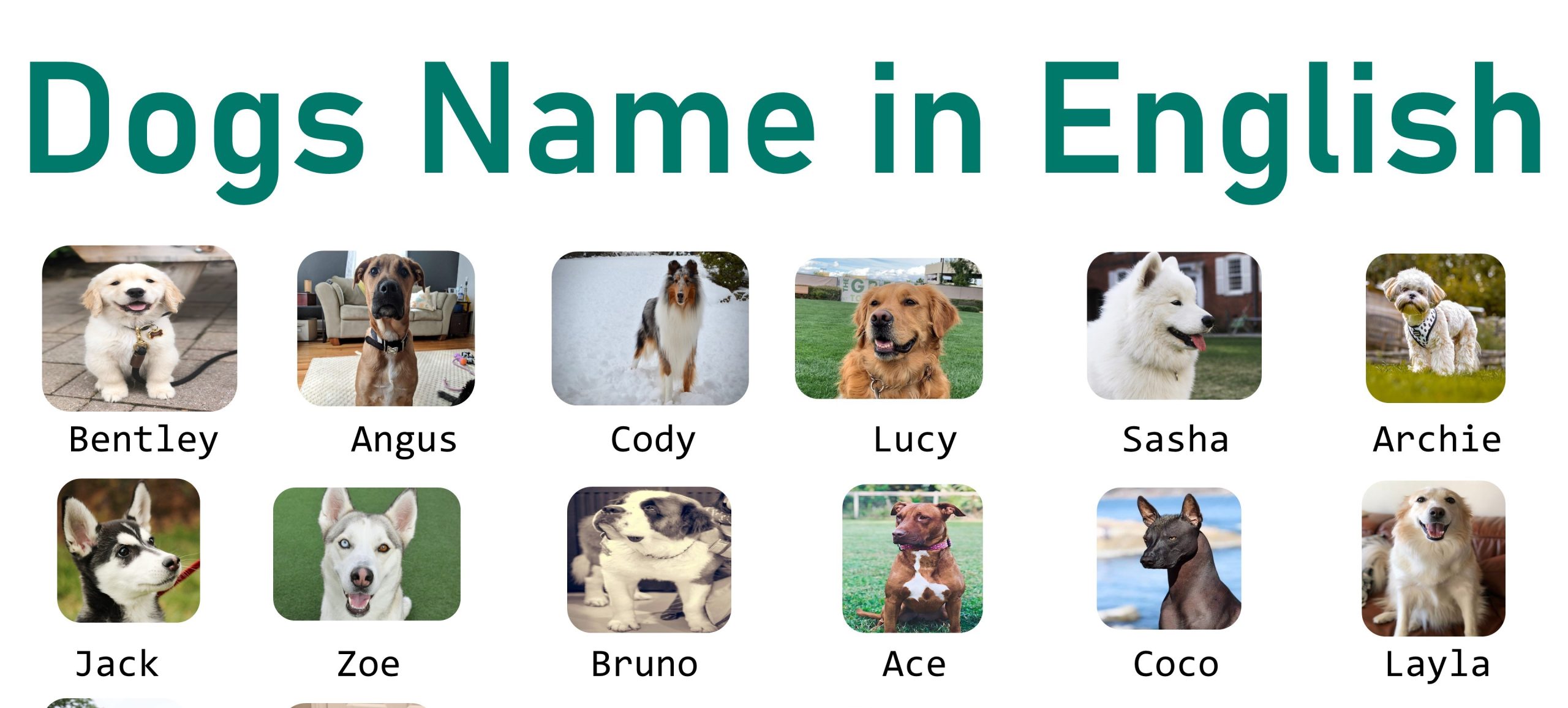 100+ Unique Dogs Name in English with Pictures