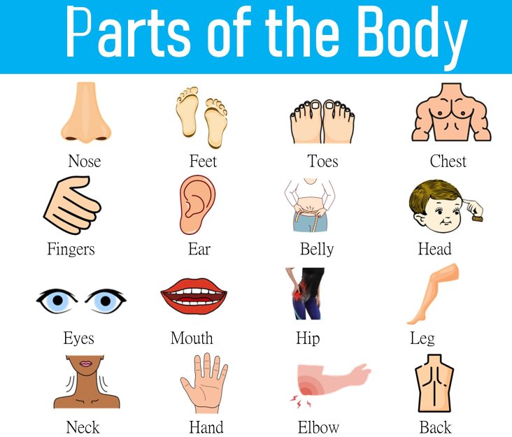 Parts of Body Name in English with Picture